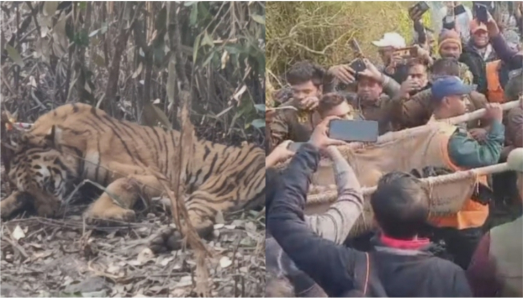 সুন্দরবনে ফাঁদে আটকা পড়া বাঘটি উদ্ধার করেছে বনবিভাগ