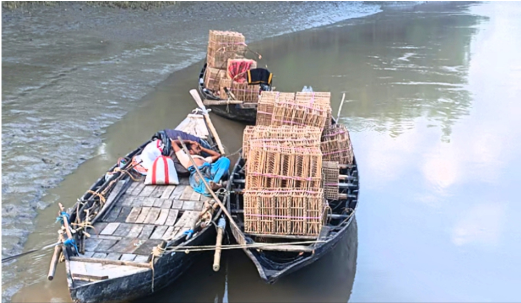 ‎সুন্দরবনে দুই মাস কাকড়া ধরায় নিষেধাজ্ঞা