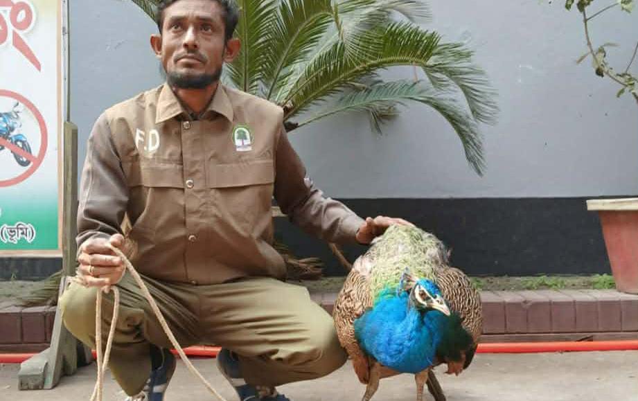 কুড়িগ্রামে বিরল প্রজাতির ময়ূর উদ্ধার