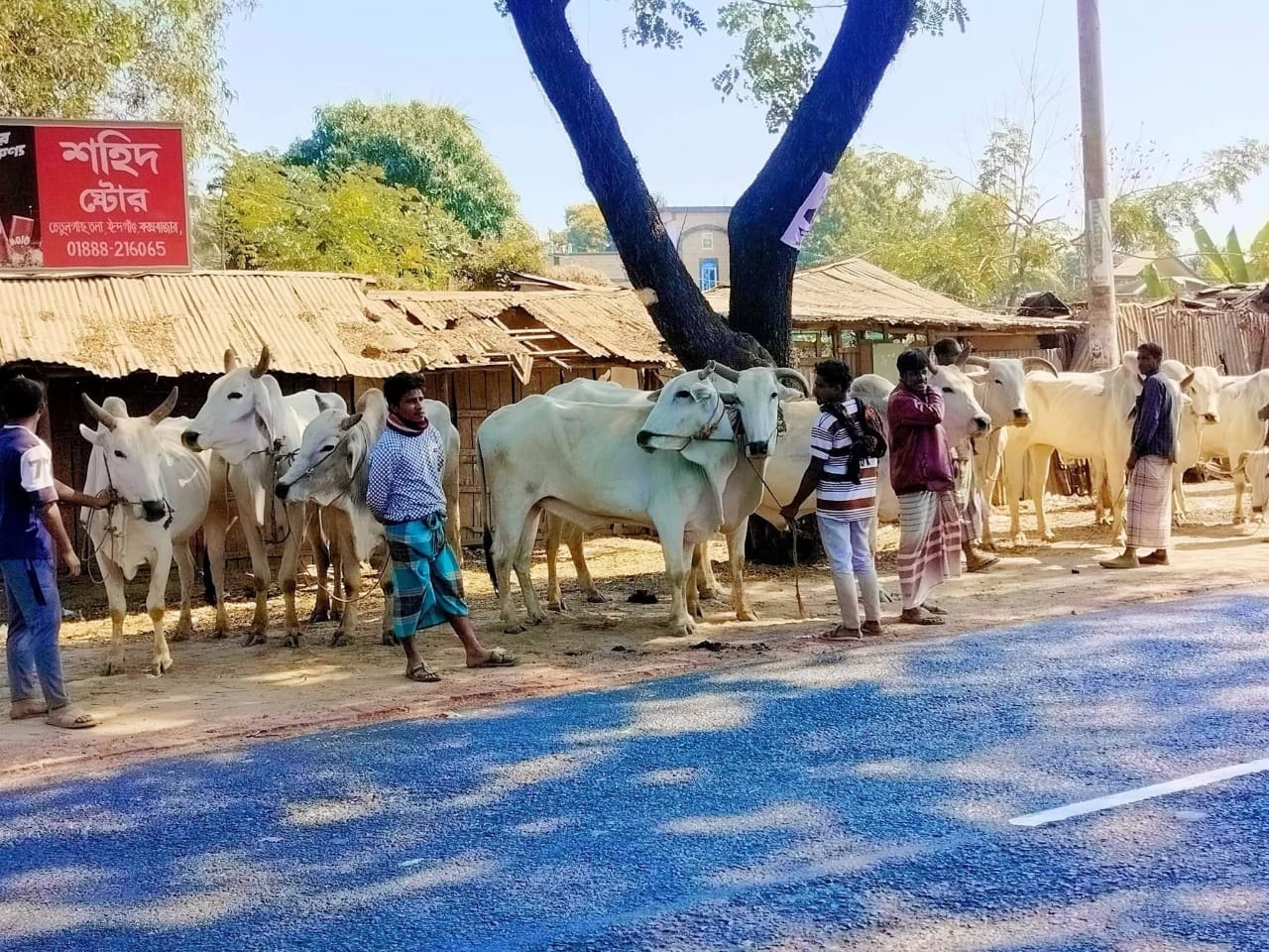 ঈদগাঁওয়ে সেনাবাহিনীর অভিযানে ১০টি বার্মিজ গরু জব্দ