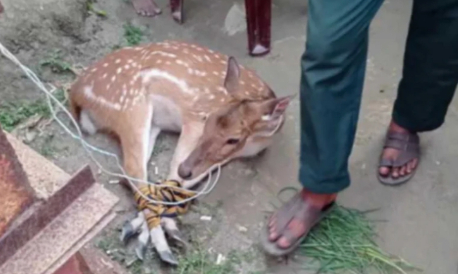 মোংলার লোকালয় থেকে আবারো জীবিত হরিণ উদ্ধার