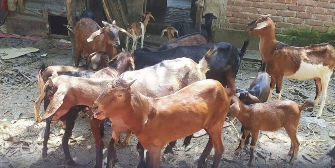 চট্টগ্রামে জামায়াত নেতার খামারে দুঃসাহসিক ডাকাতি: ৪০টি ছাগল লুট
