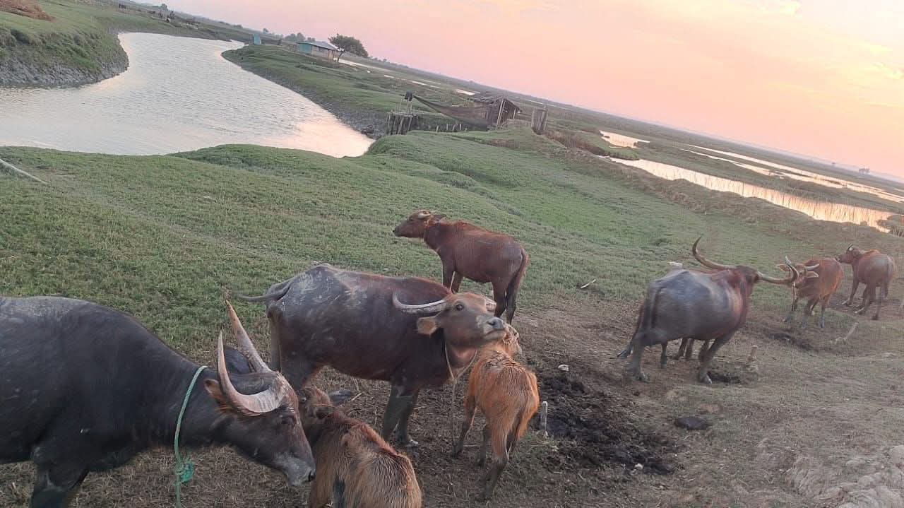 চকরিয়ায় শুরু হয়েছে গরু-মহিষ চুরির মহা উৎসব!