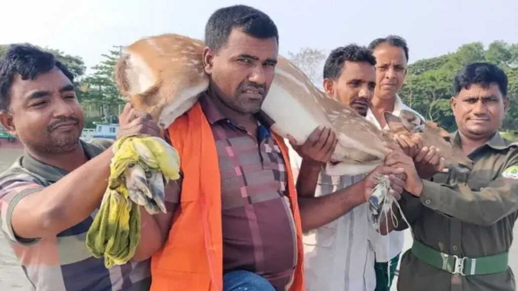 ‎বাঘের তাড়া খেয়ে লোকালয়ে হরিণ, সুন্দরবনে অবমুক্ত