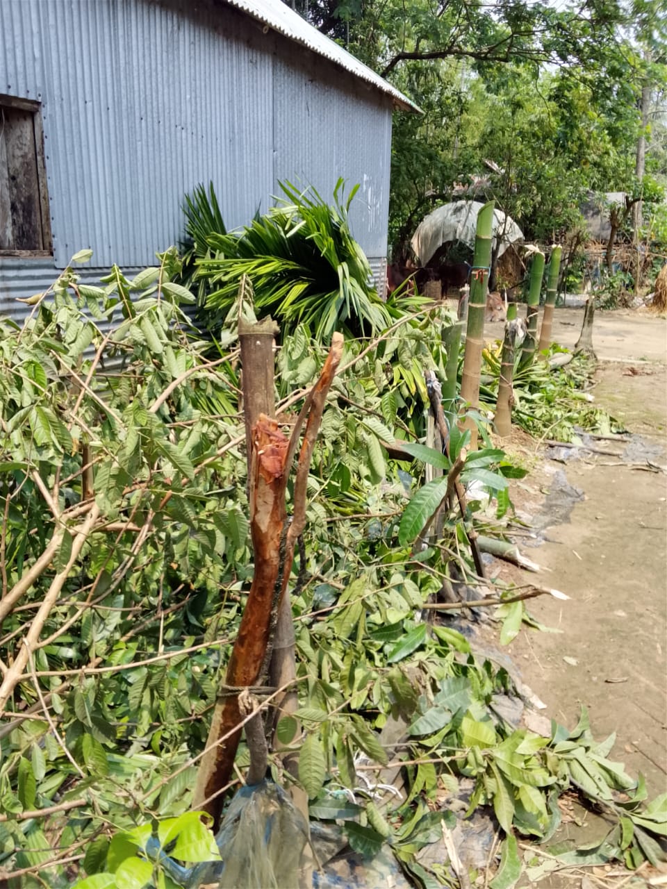 দুর্গাপুরে জমি বিরোধের জেরে বৃদ্ধা নারীর, কেটে ফেলা হলো অর্ধশতাধিক গাছ—উত্তেজনা এলাকাজুড়ে
