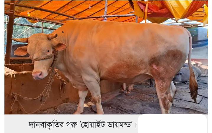 ১২ লাখ টাকার ‘হোয়াইট ডায়মন্ড’ এখন শরীয়তপুরে..!