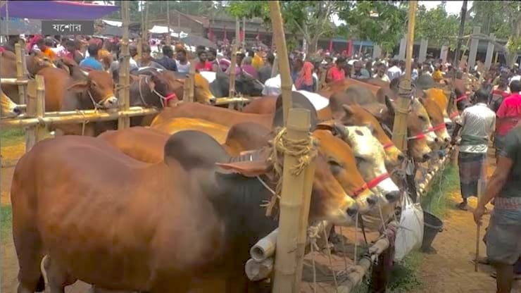 পাবনার বেড়া গরুর হাটে জমজমাট বেচাকেনা, দাম নিয়ে দুশ্চিন্তায় ক্রেতারা!