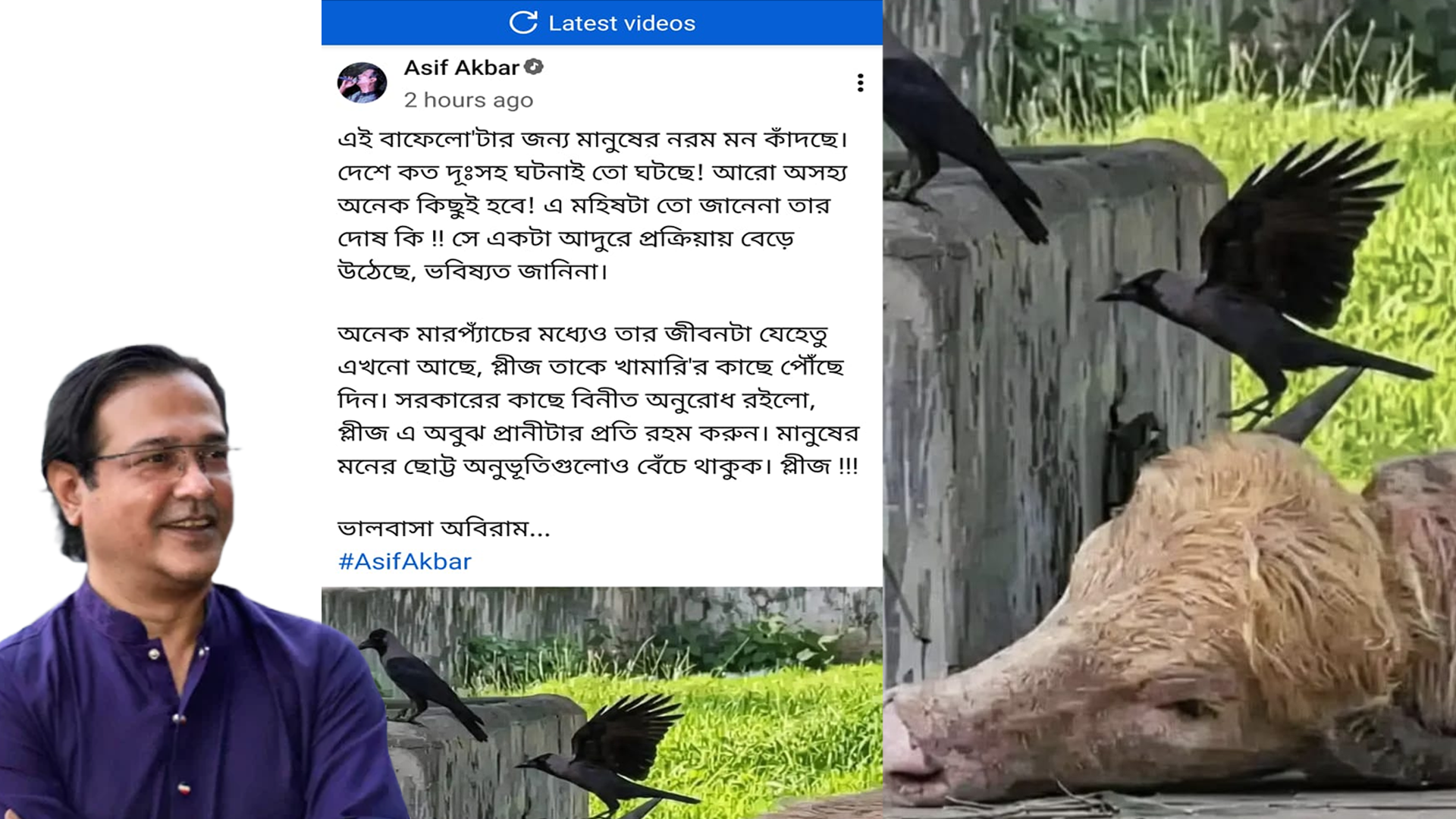 মহিষটির প্রতি রহম করুন, খামারির কাছে ফিরিয়ে দিন” — আসিফ আকবর