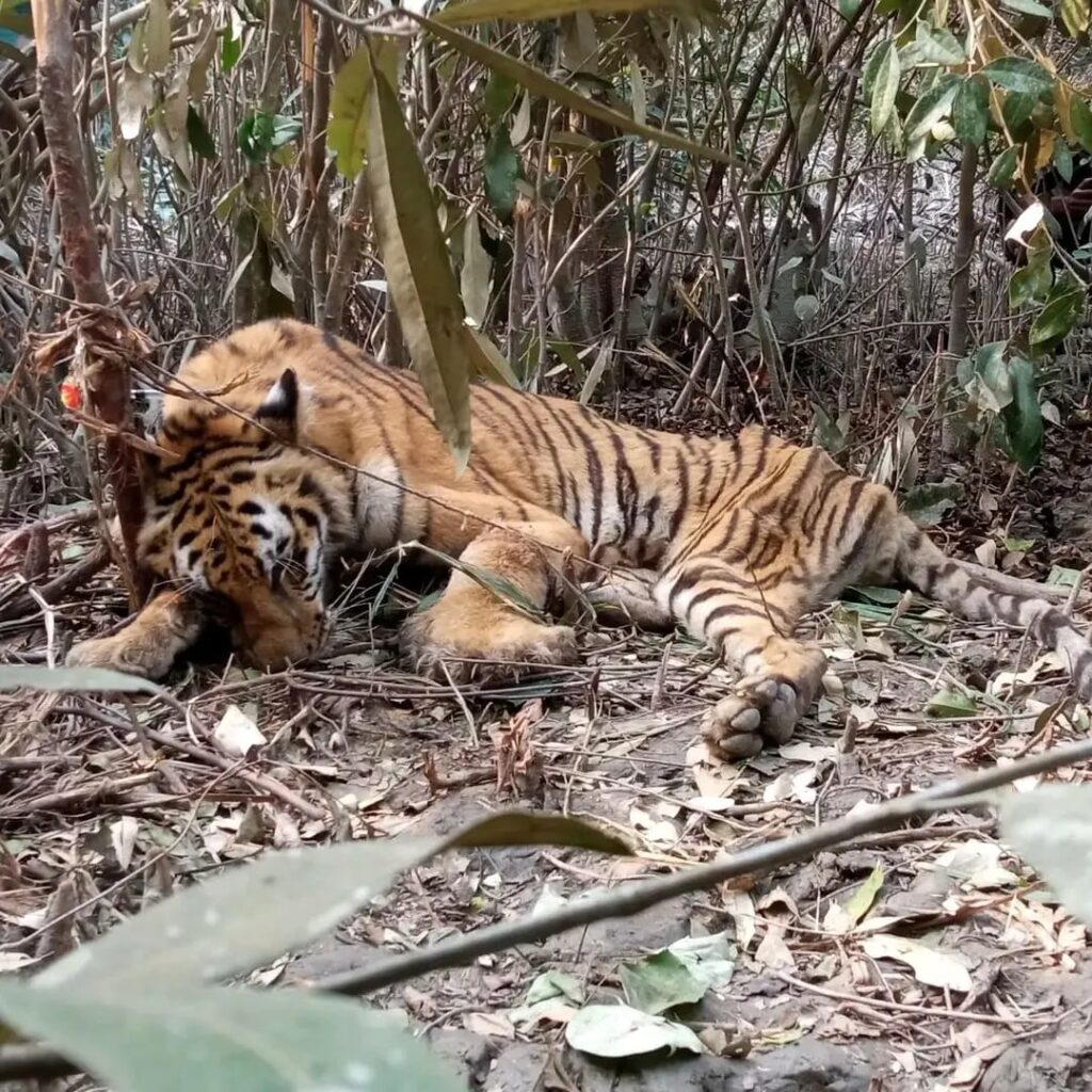 ‎মৃত্যুর দুয়ার থেকে ফেরা সুন্দরবনের সেই বাঘিনী: জুন মাসের শেষেই ফিরছে আপন আবাসে