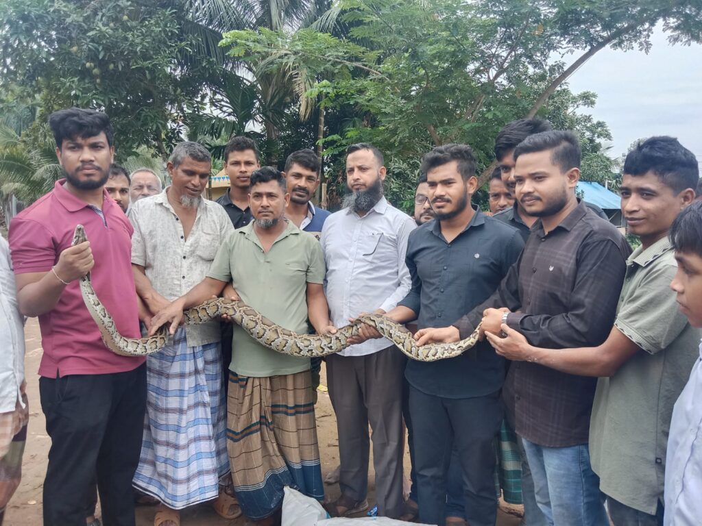 মাছ ধরার জালে ধরা পড়ল ৮ ফুটের বার্মিজ অজগর, দীঘিনালায় উদ্ধার শেষে বন বিভাগের জিম্মায়।