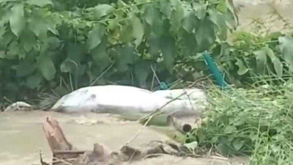 সাঙ্গুর তীব্র স্রোতে সাতকানিয়ায় কবরস্থান থেকে ভেসে উঠল তিনটি মরদেহ