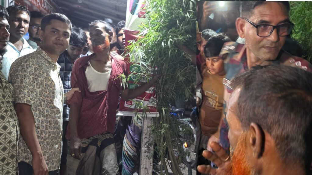 কুড়িগ্রামে পুলিশ-বিজিবির অভিযানে ১৫ ফুট গাঁজাগাছসহ মাদক কারবারি মজনু গ্রেফতার