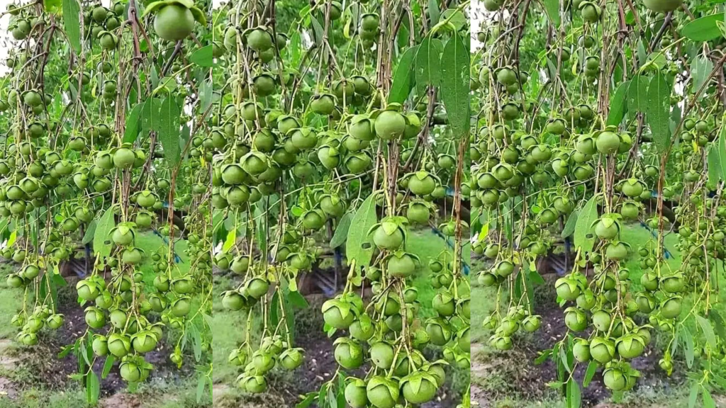 ‎সুন্দরবনের কেওড়া ফল: উপকূলীয় অর্থনীতিতে নতুন সম্ভাবনা