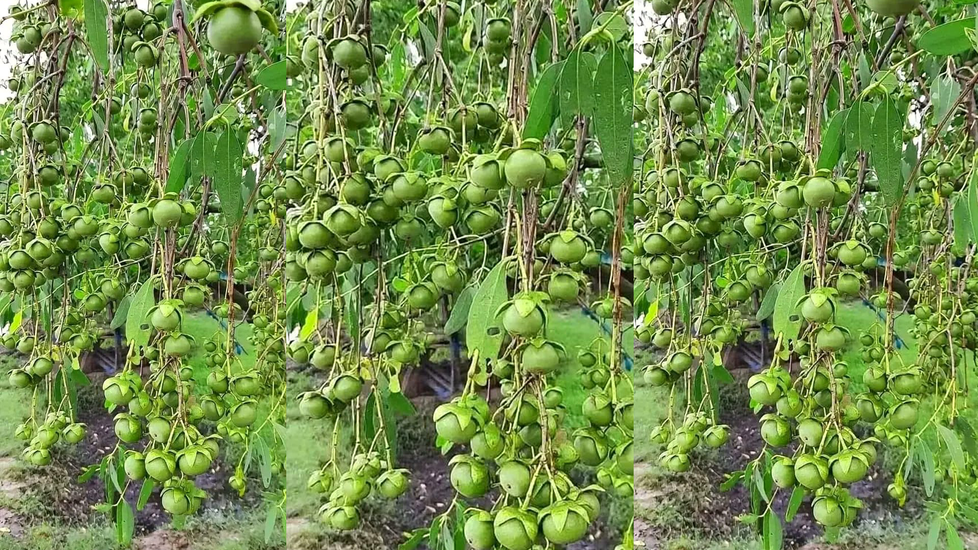 ‎সুন্দরবনের কেওড়া ফল: উপকূলীয় অর্থনীতিতে নতুন সম্ভাবনা