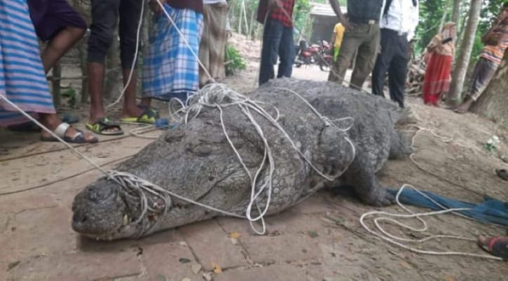 ‎বাগেরহাটের দিঘি থেকে কক্সবাজারের সাফারি পার্কে: অনশনের পর নতুন ঠিকানায় ধলাপাহাড়